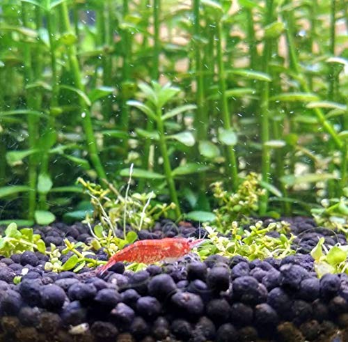 Bacopa Monnieri 3-Bunch Freshwater Live Aquarium Plants Background Fish Tank