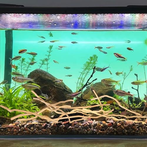 Hamiledyi Natural Driftwood for Aquarium Decor - Red Moor Wood 10"-15" Long Assorted Shapes (200g) Safe Branches for Fish Tank & Reptile Habitat - Natural Aquarium Wood Decorations (Medium Branches)