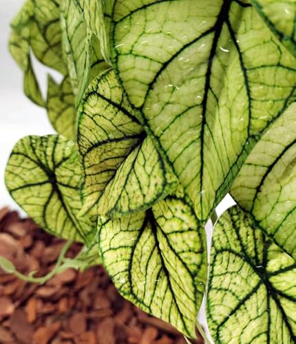 Reptile Plants for Terrarium Decor, Amphibian Habitat Decor, Reptile Tank Accessories, Artificial Hanging Plants with Suction Cup-2 Packs (Green Arrowhead) - color: Green Arrowhead