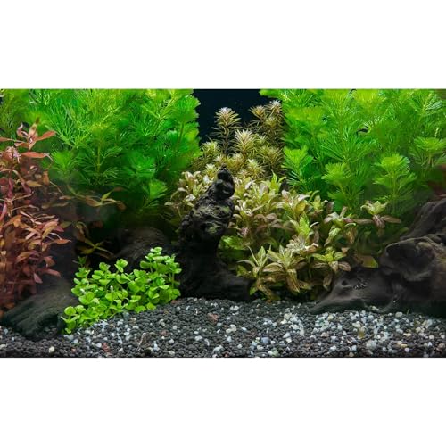Aquarium Background Exquisite Underwater Grass Leaves with Pebbles Aquarium Backdrop Vivid Green Aquatic Plant Stone with Dead Woods and Fresh Leaves Tank Background Decors Vinyl 24x12in - color: Cork Grey, size: 24(W)x12(H)inches/ 60(W)*30cm(H)