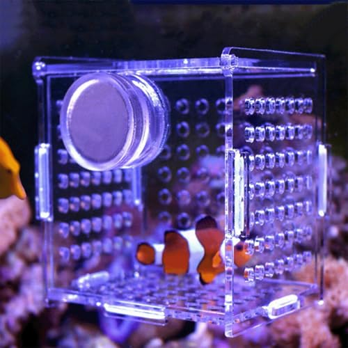 Acrylic Fish Breeding Box, Magnetic Fish Isolation Box Fish Separator for Aquarium Hatchery Incubator Tank for Baby Fishes Shrimp Clownfish Guppy (Medium, Reinforced Magnetic Model) - size: Medium, Reinforced magnetic model