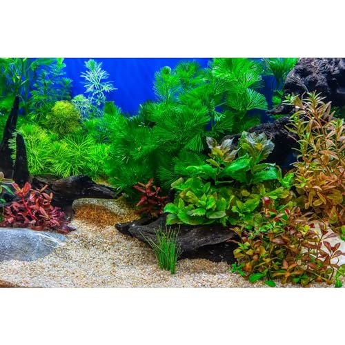 Aquarium Background Underwater Grass Leaves with Pebble Aquarium Backdrop Vivid and Fresh Green Aquatic Plant Stone River Bed and Lake Fish Deadwood Tank Background Decor Vinyl 24x12in - color: Green_Brown, size: 24(W)x12(H)inches/ 60(W)*30cm(H)
