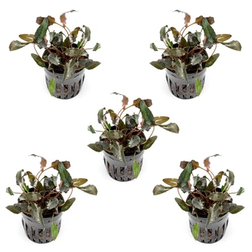 SubstrateSource Cryptocoryne Live Aquarium Plants - Freshwater Plant for Aquariums, Planted Fish Tanks - Beginner Friendly (Wendtii Brown, 5 Pots (20-25 Plants)) - color: Wendtii Brown, size: 5 Pots
