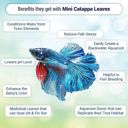 SunGrow 50 Pcs Mini Catappa Indian Almond Leaves for Betta Fish Aquarium, Shrimp, Frogs, Improves Habitat, Gives Tea Color, Helps in Lowering Aquarium Water pH, Improves Immunity