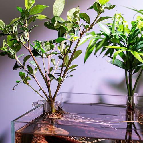 Aquarium Plant Holder, 6Pcs Hanging Aquaponic Plants Holder Plant Clips for Fish Tank - color: M