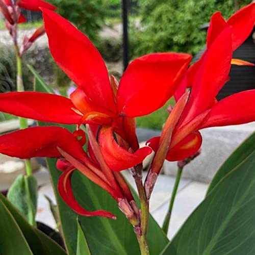 Chalily Canna 'Endeavor', a Great Live Pond Plant for Your Water Garden. Filters koi and Goldfish Ponds. Good for Bogs, Plant Shelf or Shallow Water This marginal Aquatic is a Real Beauty - color: Canna 'Endeavor'