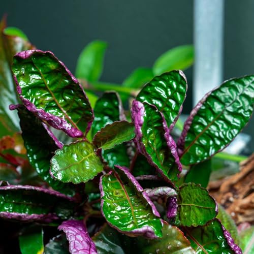 SubstrateSource Live Jungle Plants - Hemigraphis colorata (Hemigraphis sp.) - Low to Medium Light, Purple Green, Terrarium or Paludarium, Decorative Rosette Foliage - Pot - color: Hemigraphis Colorata, size: Pot