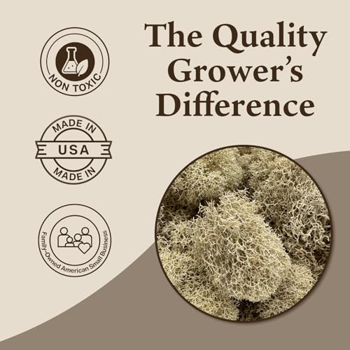 Preserved Reindeer Moss - Moss for Crafts, Home Decor, Art, Design & DIY Projects - Non-Toxic - USA Made (Natural, Small) - color: Natural, size: Small