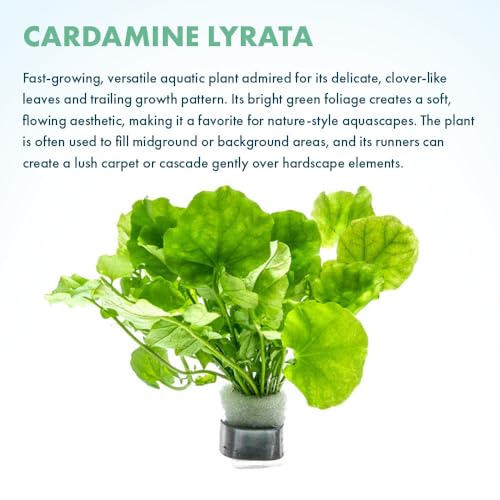 SubstrateSource Live Plant - Japanese Cress (Cardamine lyrata) - Easy to Moderate Care, Medium to High Light, Bright Green Accent, Freshwater Aquatic Plant for Aquascaping - Lead Bunch - color: Cardamine Lyrata, size: Lead Bunch - 1 Pack