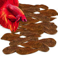SunGrow 100 Pcs Mini Catappa Indian Almond Leaves for Betta Fish Aquarium, Shrimp, Frogs, Improves Habitat, Gives Tea Color, Helps in Lowering Aquarium Water pH, Improves Immunity