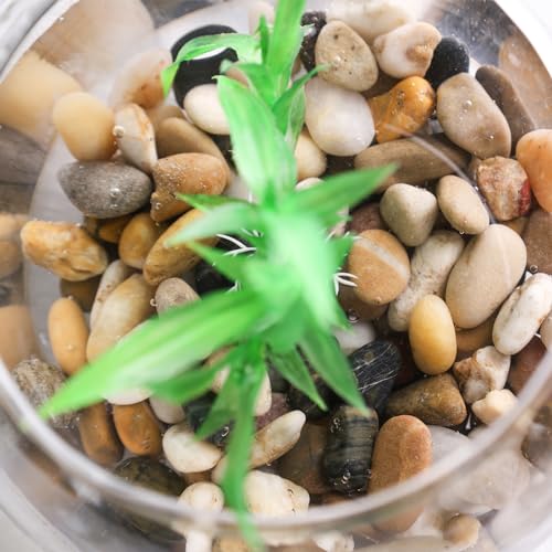 DomeStar River Rocks, Fish Tank Gravel, Pebbles for Plants Decorative Stones for Potted, Vase Filler, Home Decor, Fish Tank, Garden Landscaping, Flower Beds (1 Pound)