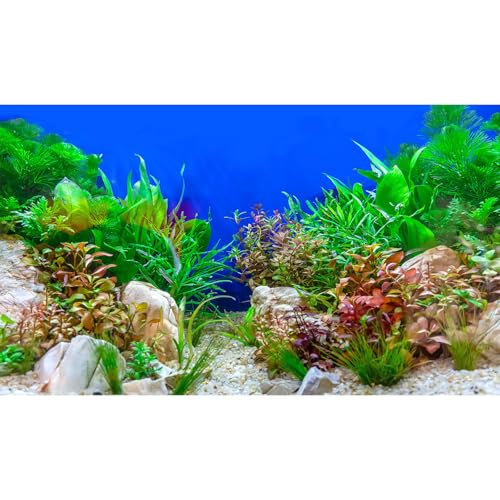 Underwater Green Aquatic Plants Aquarium Background Undersea Grass Rock Stone Sandbed Bottom Fish Tank Background Green Purple Seagrass On Blue Backgrounds Aquarium Reptile Tank Wallpaper 36x20in - size: 36(W)x20(H)inches/ 90(W)*50cm(H)