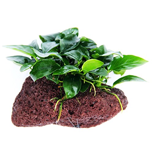 (Anubias Nana Petite Lava Stone) Anubias, Java Fern, Moss and More! Freshwater Live Aquarium Plants on Driftwood for Aquatic Tropical Fish Tank Decorations - Easy to Drop