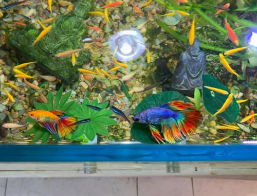 2PCS Magnetic Betta Leaf Hammock,Betta Fish Resting Spot Plastic Betta Fish Bed for Aquarium - Adjustable Betta Tank Accessories for Resting, Hiding, Bubble Nest,Betta Fish Decor