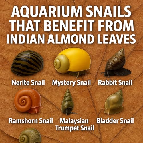 Premium Catappa Leaves for Shrimp Tanks – 10 Indian Almond Leaves (6-7") for Neocaridina, Cherry, Amano & Ghost Shrimp, Snails, Crayfish, Biofilm Grazing & Blackwater Aquariums