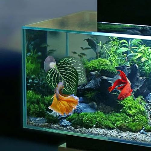 Betta Fish Bed - Betta Fish Leaf Hammock | Betta Resting | Comfortable Rest Area for Fish | Betta Hammock Plant Leaves | Breathing Breeding Pads Improve Betta's Health by The Natural Habitat
