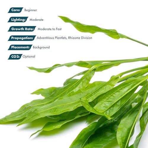 SubstrateSource Amazon Sword Echinodorus Bleheri Live Plant for Freshwater Aquariums, Natural Fish Tank Decorations, and Aquatic Decor (1 Pot (2-3 Plants)) - color: Ech. Bleheri, size: 1 Pot