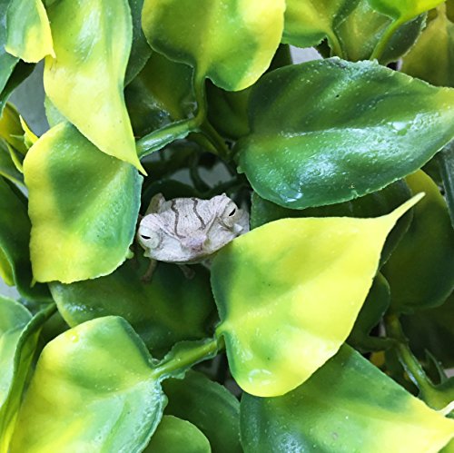 Exo Terra Plastic Terrarium Plant, Large, Mandarin - color: Mandarin, size: Large