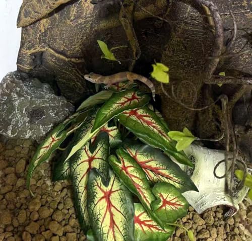 Reptile Plants for Terrarium Decor,Amphibian Habitat Decor, Bearded Dragon Tank Accessories,Artificial Plants for Gecko Chameleon Snake Tortoise with Base (Alocasia odora) - color: Alocasia Odora