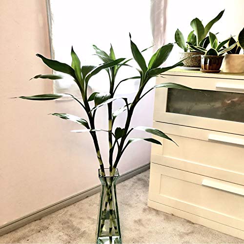 Dracaena Sanderiana Green 3 Bundles Lucky Bamboo Freshwater Live Aquarium Plants Background Fish Tank Decoration