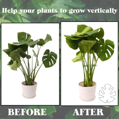 Spiritlele 5 Pcs Green Plant Stem Support Holder Set Monstera Plant Support Clamp Growth Accessories for Indoor Plants Small - color: Green, size: 5.5x5.1inch