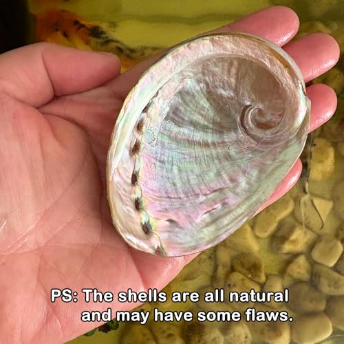 Natural Seashell Aquarium Decor with Suction Cups Fish Tank Hideaway for Betta, Shrimp, Cichlids, Safe Ornament for Freshwater & Saltwater Tanks