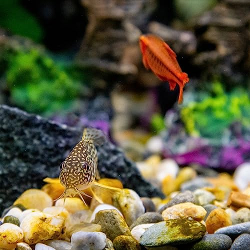 YISZM 10LB Succulent and Cactus Gravel Pebbles, 3/8 Inch Decorative Polished Stones, River Rocks for Plants, Vases, Aquariums, Terrarium and Outdoor Gardening, Natural - color: Natural, size: 10 Pounds