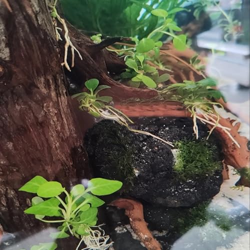 Tfwadmx 10 Pack Aquarium Black Lava Rock Fish Tank Volcanic Pumice Stones for Betta Fish Shrimp (1.96''-3.14'') - color: Black, size: L:2''-3.2''