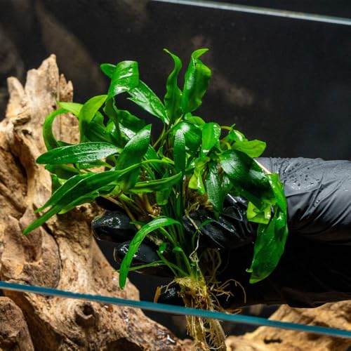 SubstrateSource Cryptocoryne Live Aquarium Plants - Freshwater Plant for Aquariums, Planted Fish Tanks - Beginner Friendly (Petchii, 1 Pot (3-5 Plants)) - color: Petchii, size: Pot