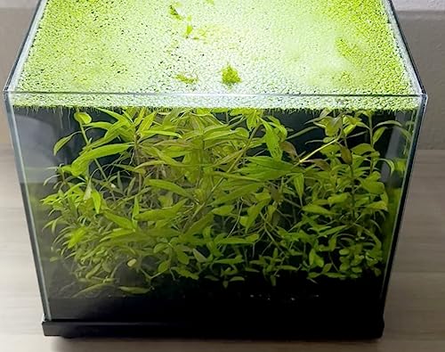 6000+ Live Duckweed – Vibrant Green Floating Plants for Aquariums Ponds aquaponics! Great Food for KOI, Goldfish, Turtle, Cichlids! Improves Water Quality! Buy 2 G E T 1 Free!