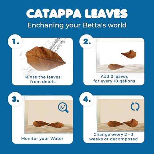 SunGrow 10 Indian Almond (Catappa) Leaves 8″ for Betta Fish – Natural Aquarium Water Conditioner, Adds Tannins, Lowers pH, Fin Growth and Enhances Color, Stress Relief, Water Softening Treatment