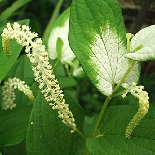 Chalily Chinese Lizard's Tail, a Great Live Pond Plant for Your Water Garden. Filters The koi and Goldfish Pond. Good for Bogs, Plant Shelf or Shallow Water This marginal Aquatic is a Real Beauty - color: Chinese Lizard's Tail