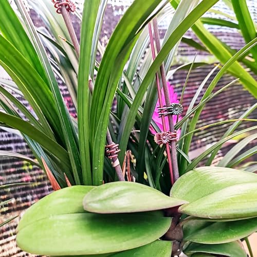 GXXMEI 400PCS Orchid Clips for Plants Support - Dark Green, for Small - Middle Climbing Plants Vine Plants & Single Stem Plants