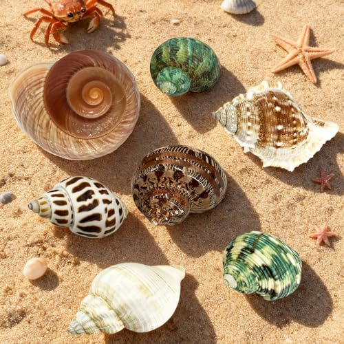 7PCS Medium Large Hermit Crab Shells | Natural Sea Conch Size 2"-2.8" | Mixed Turbo Seashells Set for Small to Medium Hermit Crab Supplies, Saltwater Crab Habitat and Beach Decor Sea Shells