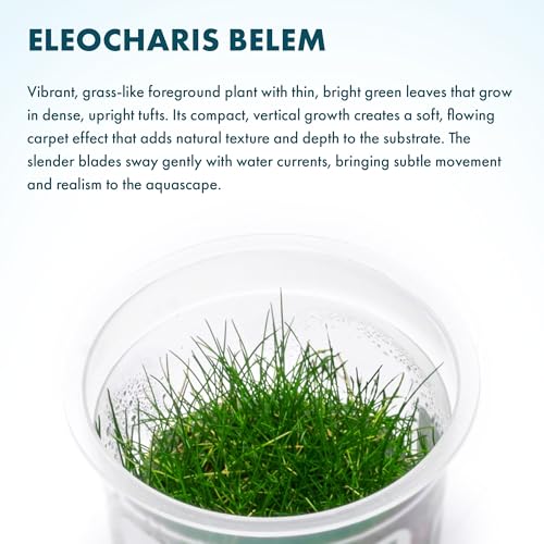 SubstrateSource Live Plant - Dwarf Hairgrass Eleocharis Belem Tissue Culture Aquatic Live Aquarium Plant - 100% Snail Free in Vitro Cup (Dwarf Hairgrass) - color: Dwarf Hairgrass Eleocharis Belem