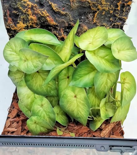 Reptile Plants for Terrarium Decor, Amphibian Habitat Decor, Snake Tank Accessories, Artificial Hanging Plants with Suction Cup-2 Packs (Arrowhead) - color: Arrowhead