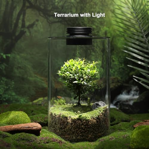 Desktop Glass Plant Terrarium with Grow Light (H:9.8" D:5.9"), for Succulent, Moss, Miniature Gardening Landscape, Betta Fish Tank, Office Home Decoration, Plant Lovers Gifts