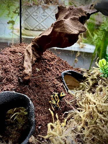 Aquarium & Terrarium Corner Underground Cave – Faux Mangrove Root Hideout for Betta, Corydoras, Shrimp, Geckos & Snakes – Natural-Look Tank Decor in Textured Root Style (Dark Chocolate, 7.5"x7.5"x4") - color: Dark Chocolate