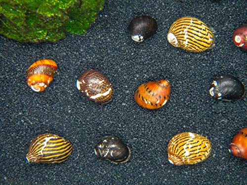 Aquatic Arts 20 Live B-Grade Nerite Snails | Freshwater Aquarium Control / Clearer | Safe in Tetra/Guppy/Betta Tanks - size: 20-SNAILS