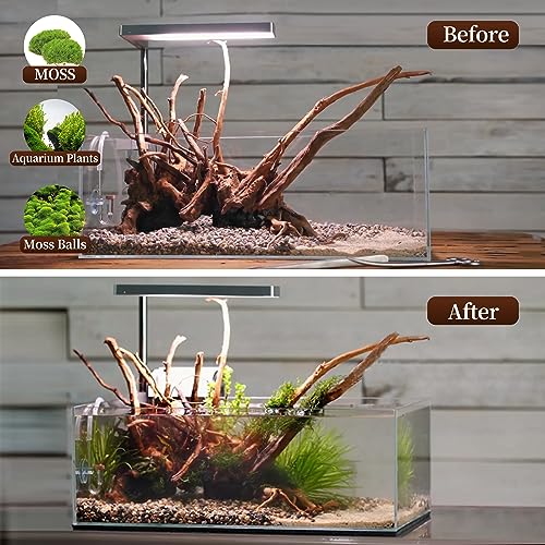 majoywoo Natural Driftwood for Aquarium Decor Fish Tank Decorations, Assorted Spider Wood Branch 7-11" 3 Pcs, Reptile Decor - size: Spiderwood 7 to 11 Inch(Pack of 3)