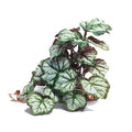 Woyrise Reptile Artificial Plants for Terrarium Decor, Amphibian Habitat Hideout Bearded Dragon Tank Decorations fit Crested Gecko Leopard Lizard Chameleon Ball Python Snake Frog - Saxifrage