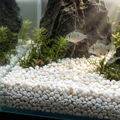 River Rocks Decorative Ornamental Vase Filler 0.5" - 0.75" White Aquarium Gravel 30 lbs - Landscaping Pebbles for Indoor Plants, Succulents, Terrarium & Home Decor, DIY & Crafting – Royal Imports - size: Small - 30 lbs, style: White