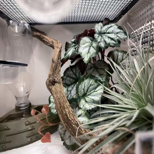Reptile Plants for Terrarium Decor,Amphibian Habitat Decor,Artificial Plants for Gecko Chameleon Snake Tortoise Tank Accessories with Base (Green heuchera micrantha) - color: Green Heuchera Micrantha