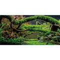AWERT 36x20 inches Aquarium Background Branches Terrarium Background Aquatic Plant River Bed & Lake Fish Tank Background Vinyl Background - size: 36x20in/90x50cm