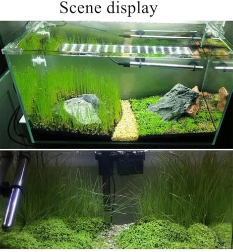 2 Pack Live Aquarium Plants S.e.e.ds - Dwarf Leaf and Long Hair Combo for Aquarium Fish Tank (0.35oz Each)