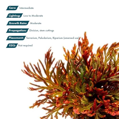 SubstrateSource Live Terrarium Plants - Spikey Moss for Terrariums, Paludariums - Easy, Beginner Friendly (Selaginella Erythropus Ruby Red Club Moss, (1 Pot)) - color: Selaginella Erythropus Red, size: Pot
