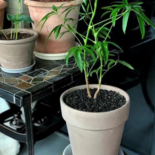 FANTIAN 2 lbs Small Black Lava Rocks for Plants,1/4 Inch Crush Volcanic Rock Pumice Soil Additive for Succulent Aquarium Cactus Bonsai Fire Pits and Garden Landscaping - color: Black Lava Rocks