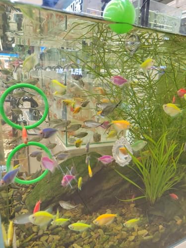 Betta Fish Enrichment Toys Ring and Mirror Floating Exercise Mirrors and Training Ring Floating Mirrors Aquarium with Feeding Rings Aquarium Accessories with Suction-Cup (Green) - color: Green