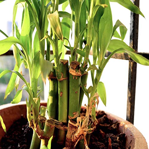 Dracaena Sanderiana Green 3 Bundles Lucky Bamboo Freshwater Live Aquarium Plants Background Fish Tank Decoration