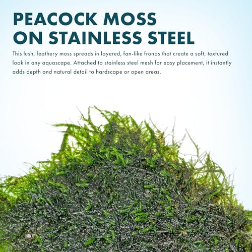 SubstrateSource Peacock Moss on Mesh Live Aquarium Plant - Freshwater Fish Tank Decorations for Natural Aquatic Decor - color: Peacock - Stainless Steel, size: 1 Pack